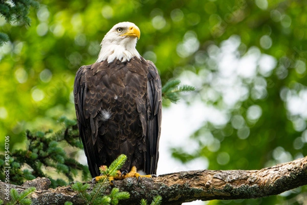 Obraz Bald eagle perched high in a tree over a lake in a national park