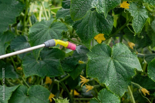 Fototapeta Spraying plants. The cucumber plant is sprayed with a chemical solution to repel insect pests.