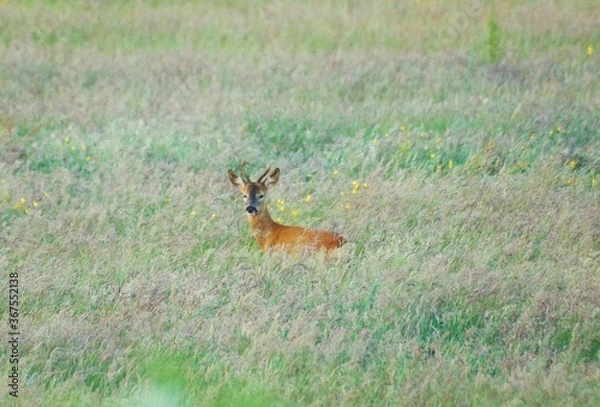 Obraz Roe Deer in summer meadow