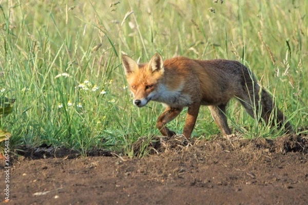 Obraz Fox stalking in long grass