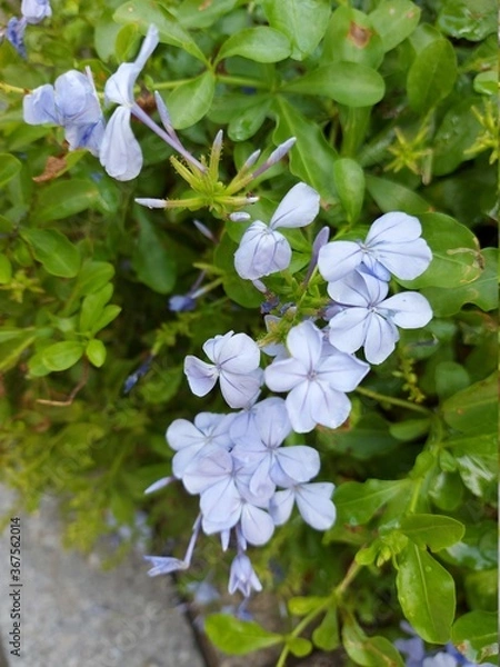 Obraz white lilac flowers