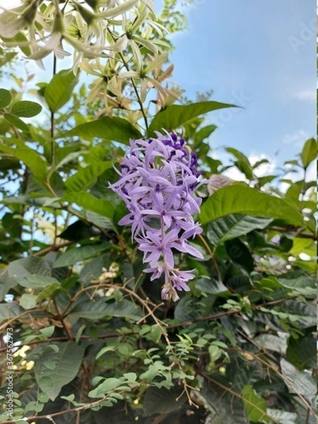 Obraz lilac flowers in the garden