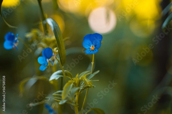 Obraz blue flowers on a green background. summer evening