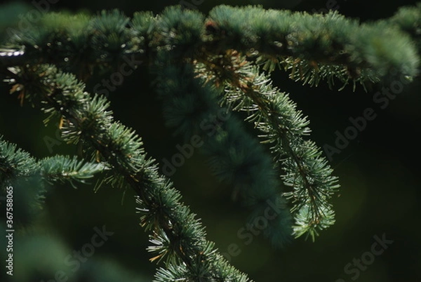 Obraz Arbre de Noël 