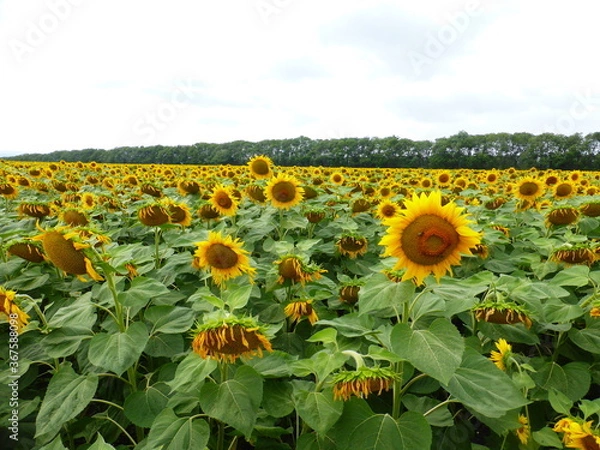Fototapeta Sunflower field in the Stavropol region