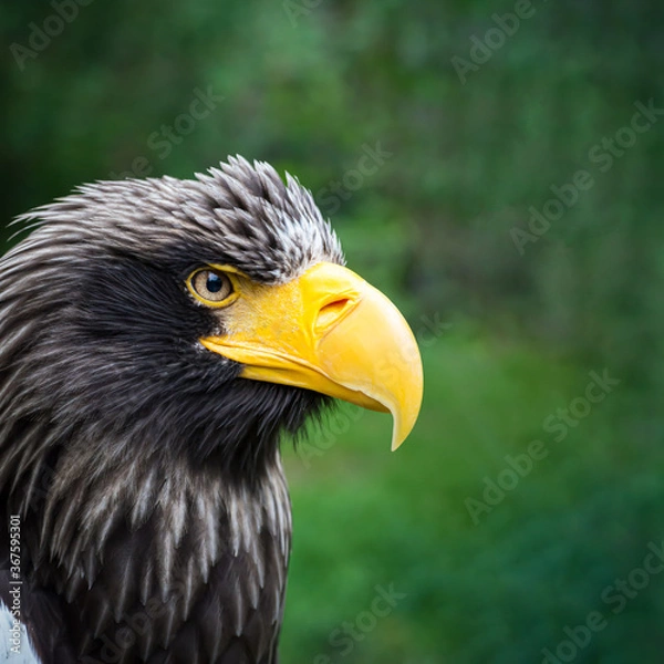 Fototapeta Beautiful detailed close-up portrait of an eagle in its natural habitat against a green background. Steller's sea eagle. Image aspect ratio 1:1