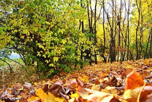 Fototapeta Herbst II