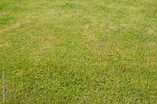 Fototapeta GRASSS TEXTURE