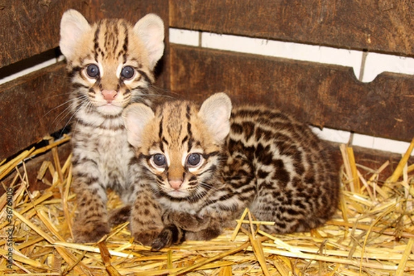 Obraz bébé ocelot 7 semaines