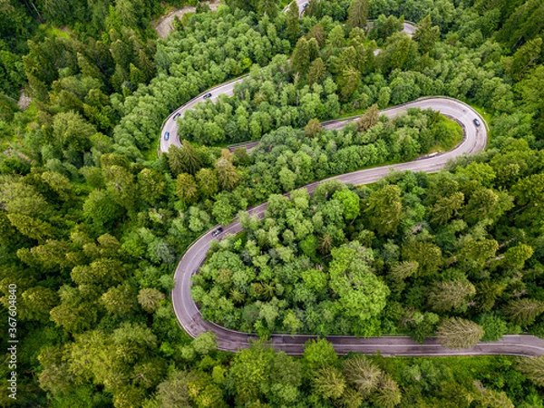 Fototapeta Long and winding rural road leading through dense green pine forest.