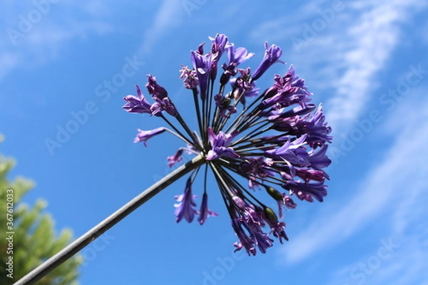 Fototapeta Fleurs violettes