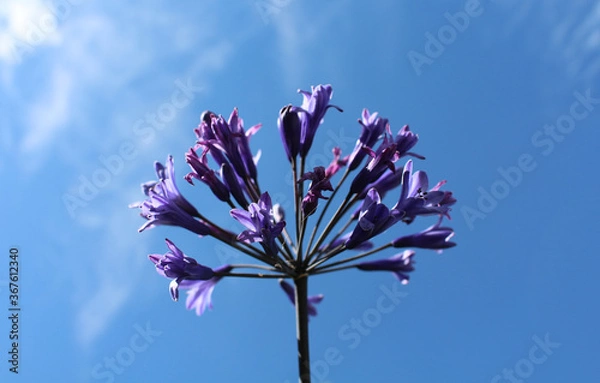 Fototapeta Fleurs violettes