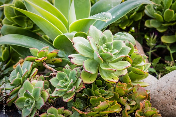 Fototapeta Succulent display