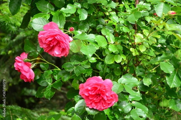 Fototapeta CZERWONE ROZE