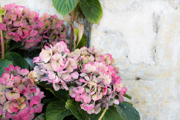 Fototapeta pink hydrangea flowers