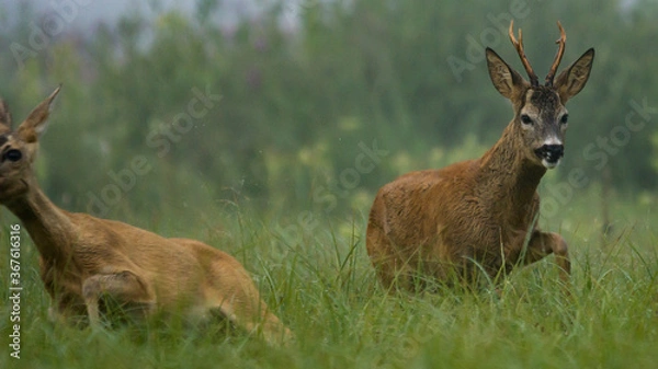 Obraz Roe deer (Capreolus)
