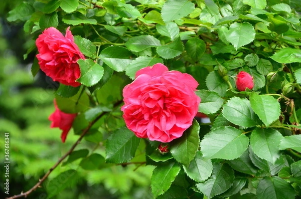 Fototapeta CZERWONE ROZE