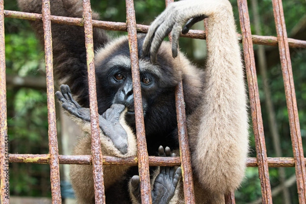 Obraz Monkey in a rescue center