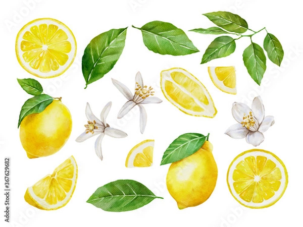 Obraz Watercolor banner of citrus fruits and leaves isolated on white background. Illustration for design wedding invitations, greeting cards, postcards.