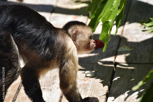 Fototapeta MONO CAPUCHINO