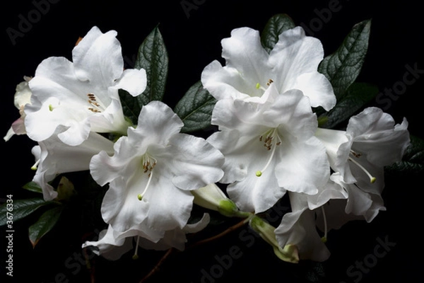 Obraz White azalea flowers on a black background.