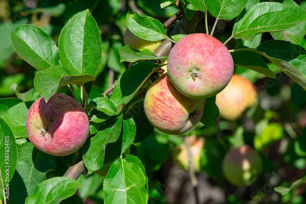 Obraz Gravenstein Apples ripening on the branch