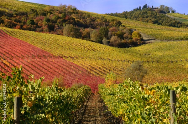 Fototapeta Vineyards in autumn