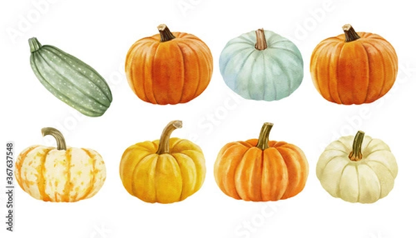 Fototapeta white and orange pumpkin, leaves on isolated white background, autumn set of elements on isolated white background, watercolor illustration, hand drawing