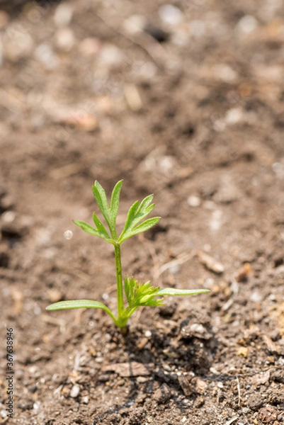 Obraz ニンジンの芽