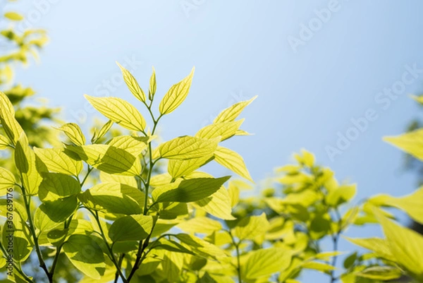 Fototapeta 空の下のエノキの新緑