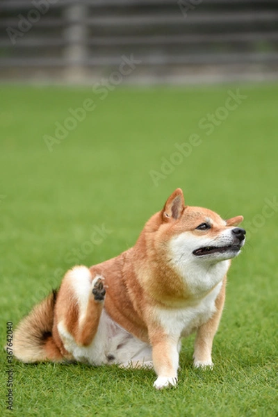 Fototapeta 自分の身体を掻く柴犬