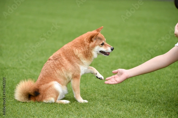 Fototapeta 飼い主にお手をする柴犬