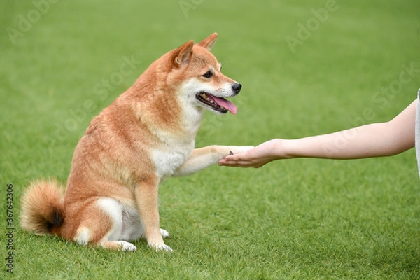 Fototapeta 飼い主にお手をする柴犬