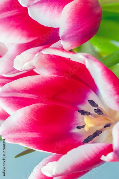 Obraz Red Tulip in closeup