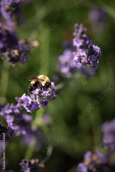 Fototapeta Honey bee on lavender