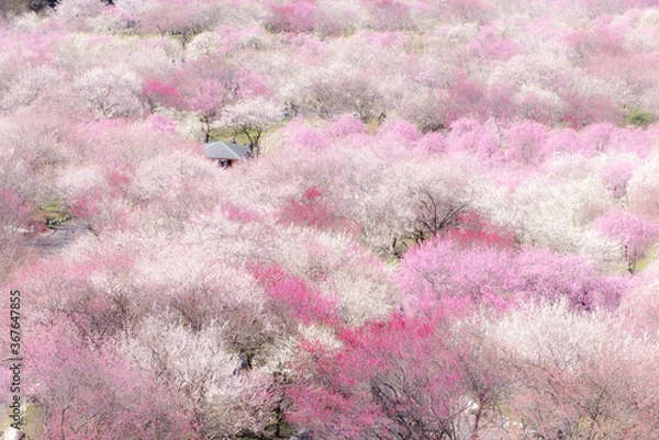 Obraz 三重県いなべ市にある梅林公園です。桃源郷のような景色が見所です。