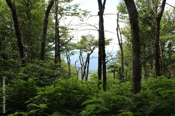Fototapeta trees in the forest