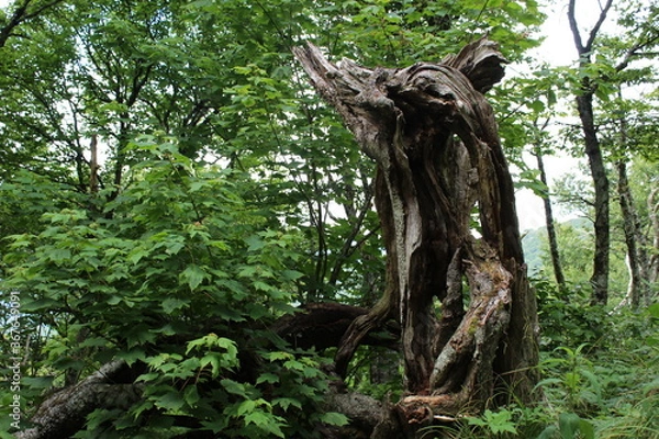Fototapeta old tree trunk