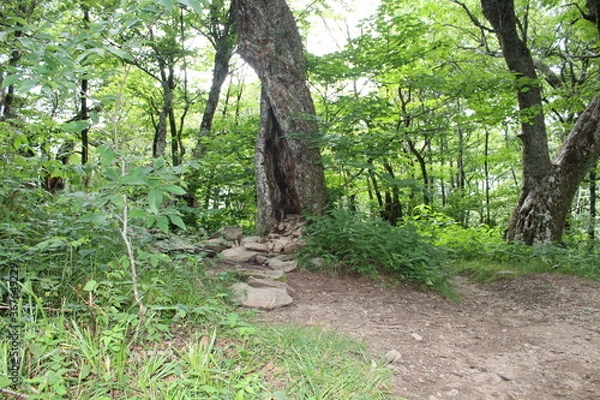 Fototapeta rocks in tree