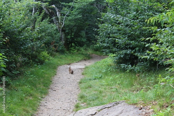 Fototapeta path in the forest