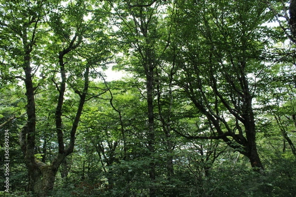 Fototapeta trees in the forest