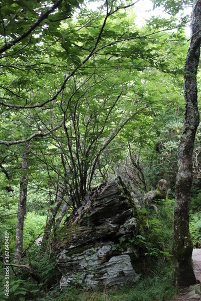 Fototapeta trees in the forest