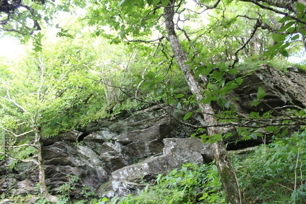 Fototapeta old stone and tree