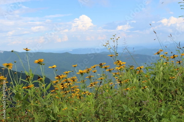 Fototapeta mountain flowers
