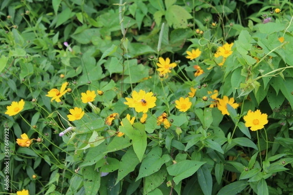 Fototapeta bee  on flower