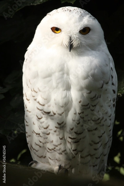 Obraz harfang des neiges