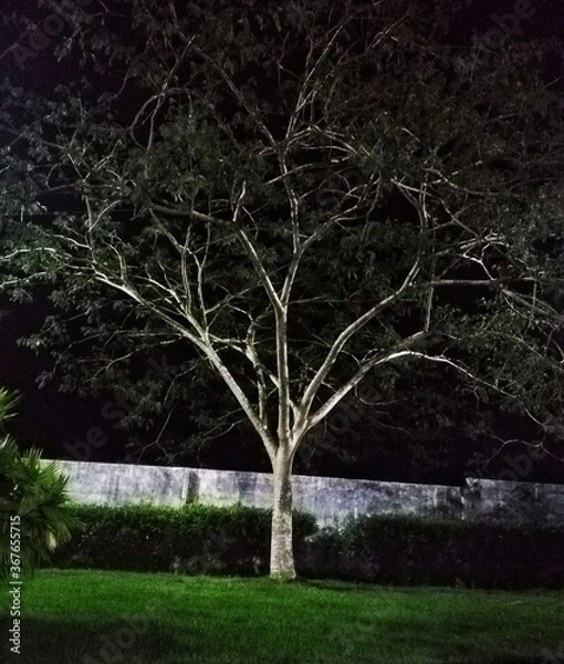 Obraz tree at night