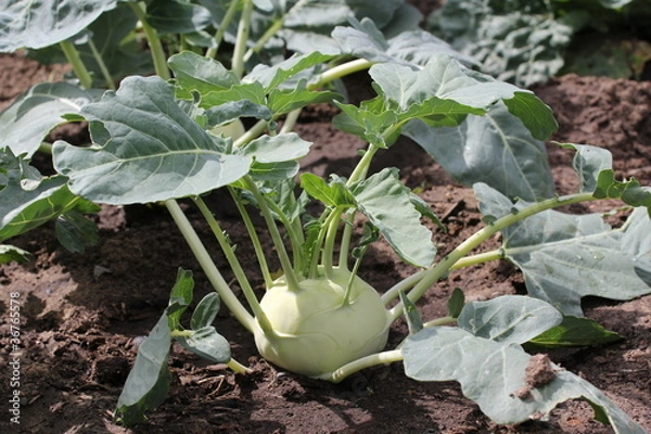 Obraz Кольраби на грядке в саду