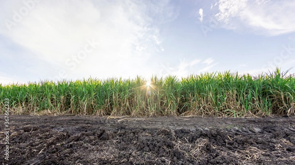 Obraz Photograph of a sugarcane crop, at sunset, in the Valle del Cauca Colombia.