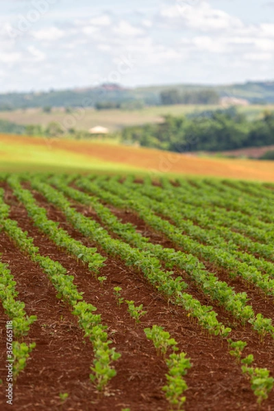 Fototapeta Rows of young soy plants in a field and mountains on a blurred background